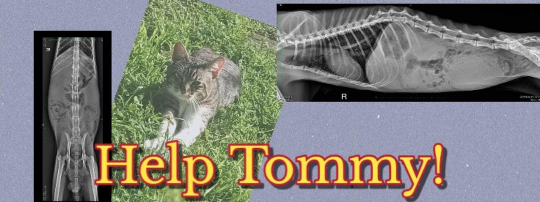 Help Tommy paralyzed cat!!